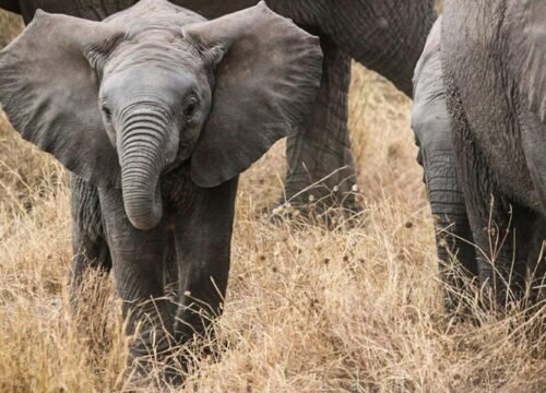 Tanzania vs Kenya Safaris: Which Experience Fits Your Style?