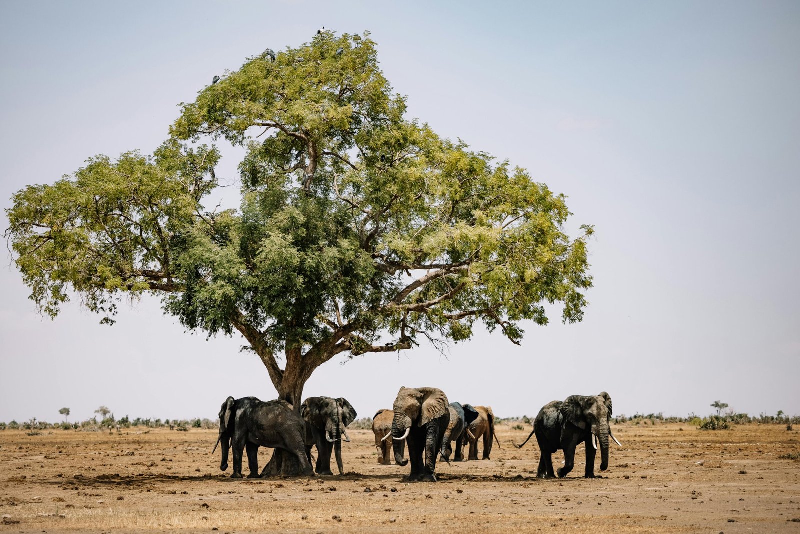 Top Accommodations for Every Budget Across Tanzania 1 pexels roman odintsov 11760864 scaled