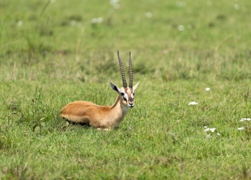 Best Safari Photo Ops: Landscapes, Waterholes & Migration Rivers