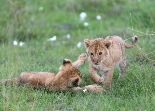Tanzania’s Lesser-Known National Parks: Why They’re Worth Visiting