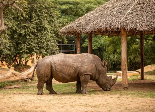 Health & Safety on Tanzania Safari: Vaccines, Precautions & Local Advice
