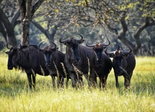 What to Do in Arusha Before or After Your Safari