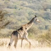 pexels charmain 33315727