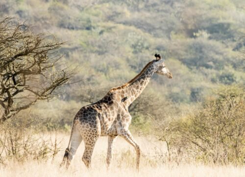 Beyond the Safari Jeep: Unique Wildlife Encounters in Tanzania