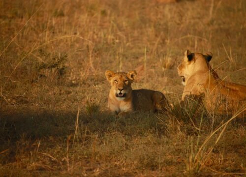 Village Life in Tanzania: A Day with the Locals