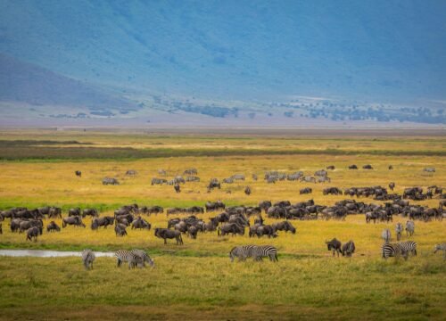 Witness the Circle of Life: Seasonal Safaris in Tanzania & Kenya