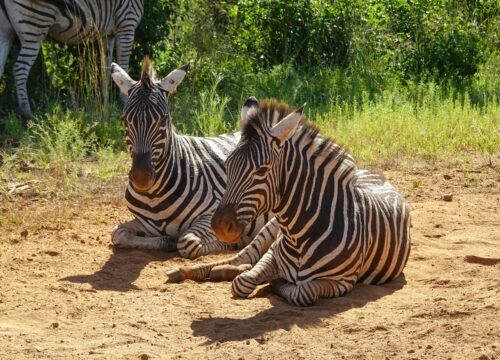 Into the Wild: Discovering the Untamed Beauty of Tanzania’s National Parks