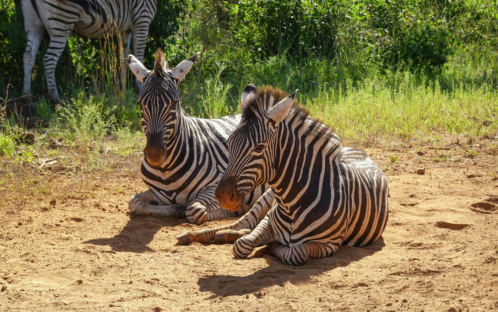 pexels magda ehlers pexels 30413992 1 scaled