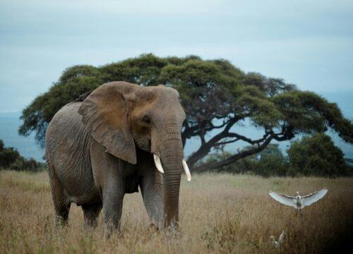 Why Ngorongoro Crater Is the Eighth Wonder of the World