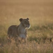 pexels shantanu chand 499432810 34074534