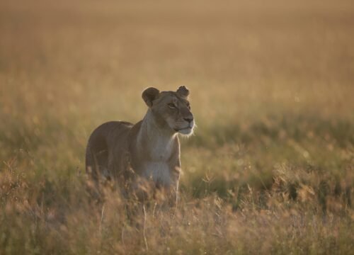 The Spirit of Africa: Why Tanzania Steals the Heart of Every Visitor 4 The Spirit of Africa: Why Tanzania Steals the Heart of Every Visitor