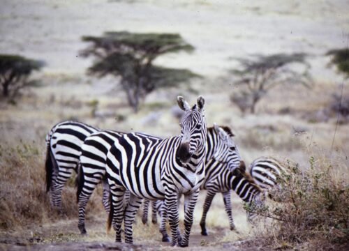 Cultural Tourism in Tanzania: Where Ancient Traditions Meet Modern Smiles
