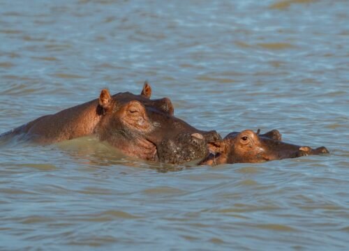 Zanzibar Diaries: Where Swahili Culture Meets Turquoise Waters 1 Zanzibar Diaries: Where Swahili Culture Meets Turquoise Waters