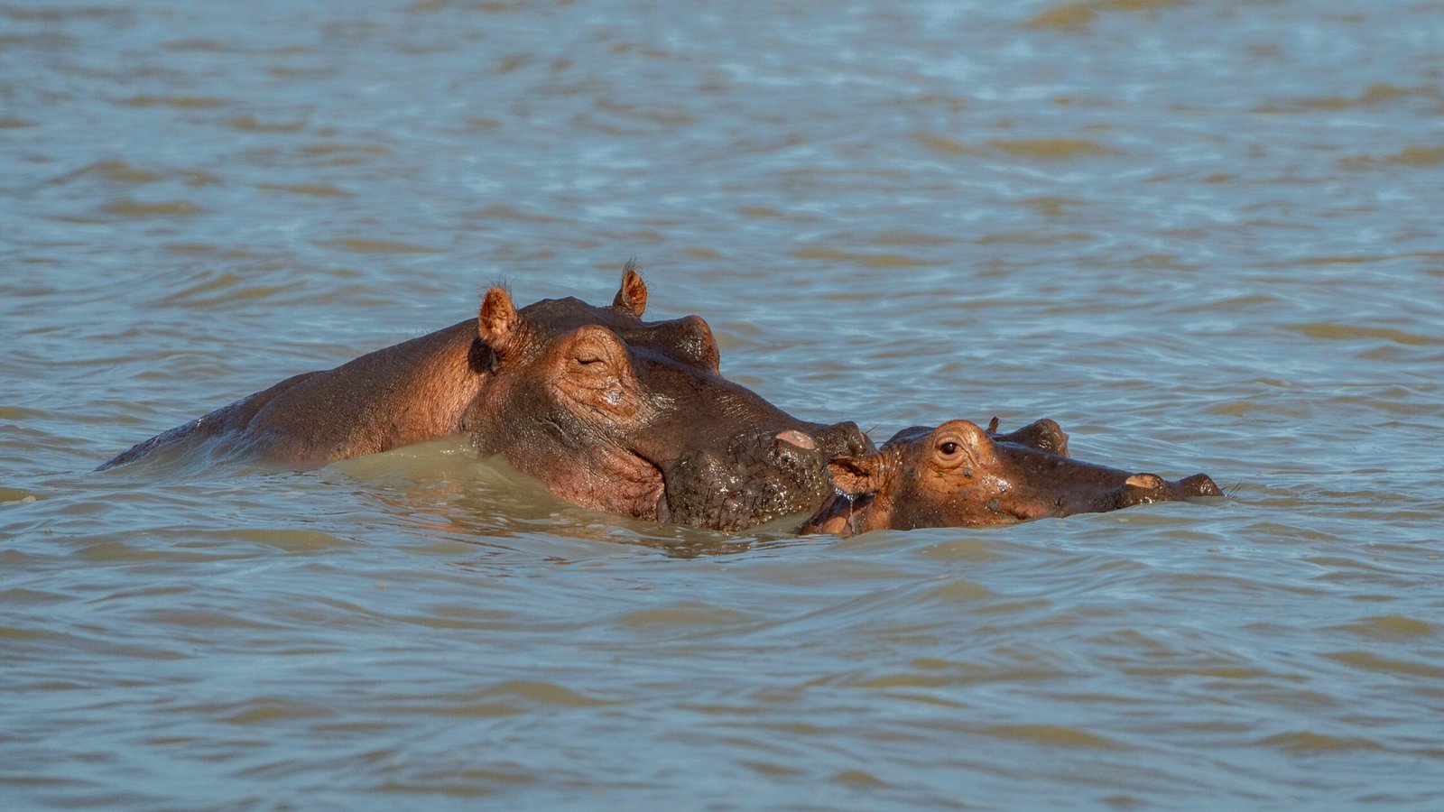 Zanzibar Diaries: Where Swahili Culture Meets Turquoise Waters 1 pexels tomasz dworczyk podroz za milion zdjec 2152356313 32332412 scaled