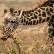 pexels fredy njeje photography 2155567862 33834380