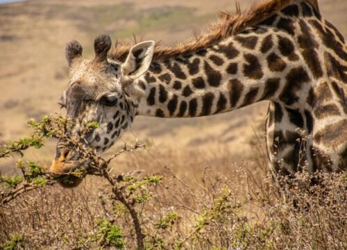 Hidden Wildlife Gems: Lesser-Known Parks Worth Visiting in Tanzania