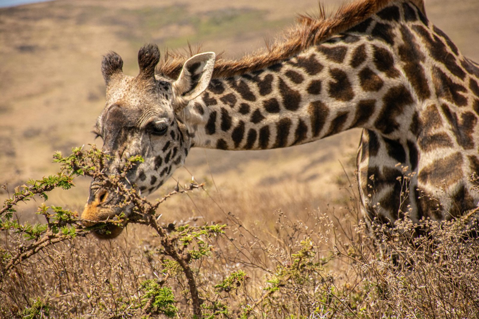 pexels fredy njeje photography 2155567862 33834380 scaled