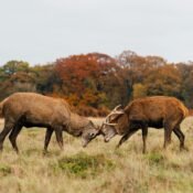 pexels gn0me 17867770